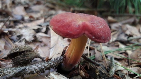 Xerocomus rubellus