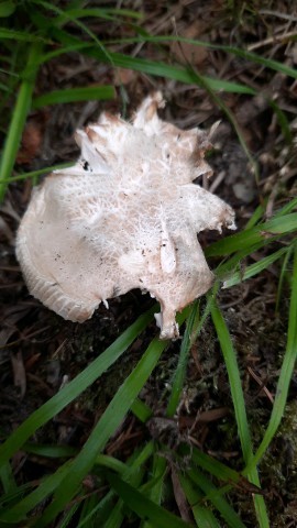 Russula virescens