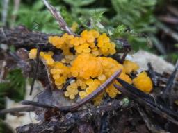 Byssonectria terrestris