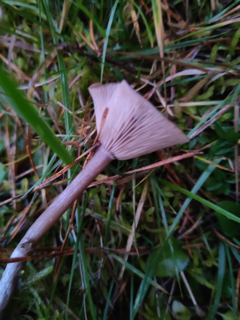 Pseudoclitocybe expallens