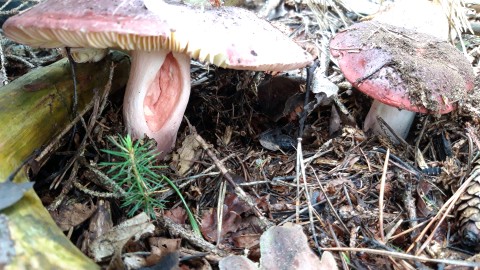 Russula olivacea