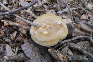 Paxillus involutus