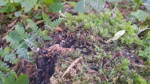 Xylaria hypoxylon