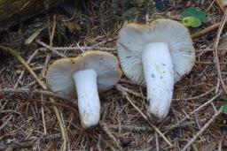 Russula fragrans