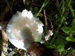 Cystolepiota pulverulenta
