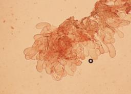 Inosperma cervicolor