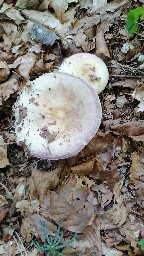 Russula violeipes