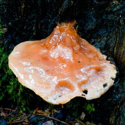 Fistulina hepatica