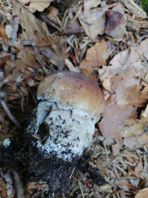 Boletus edulis