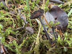 Auriscalpium vulgare
