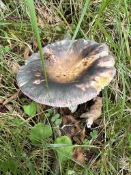 Russula grisea