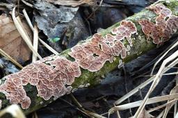 Heteroradulum kmetii