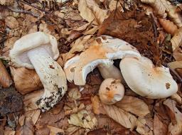 Hygrophorus poetarum