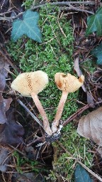 Pholiota astragalina