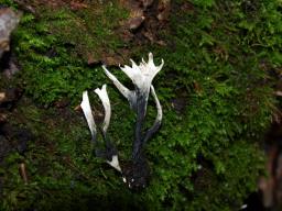 Xylaria hypoxylon
