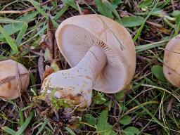 Hebeloma laterinum