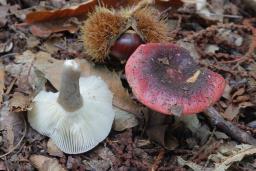 Russula atropurpurea