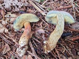 Hortiboletus bubalinus
