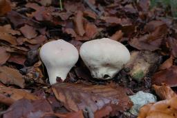 Lycoperdon molle