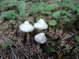 Inocybe umbratica