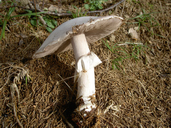 Agaricus sylvicola