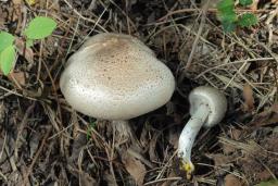 Agaricus moelleri