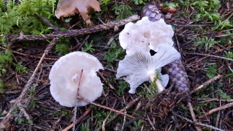 Clitocybe odora