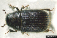 Dendroctonus micans