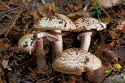 Agaricus sylvaticus