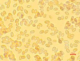 Hygrophorus abieticola