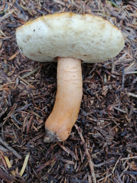 Gyroporus castaneus