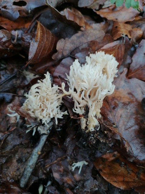 Ramaria gracilis