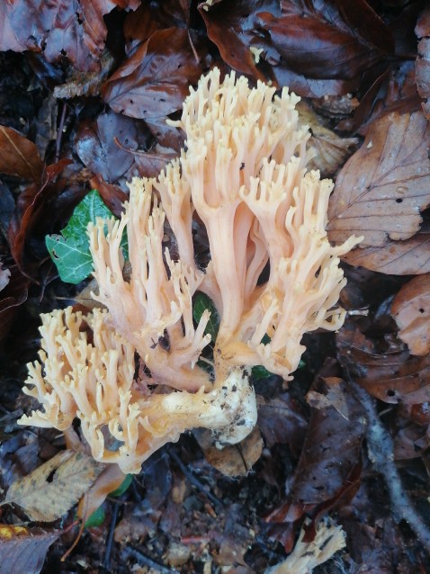 Ramaria formosa