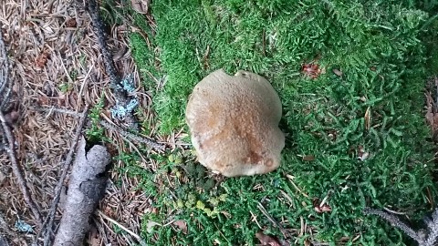 Suillus variegatus