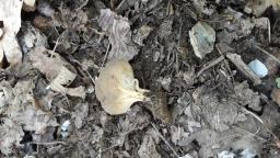 Helvella acetabulum