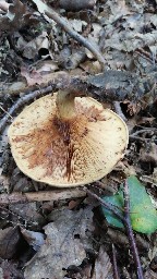 Paxillus involutus