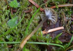 Rickenella swartzii