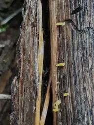 Calocera cornea