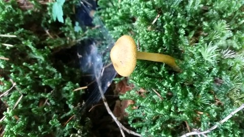 Cortinarius semisanguineus