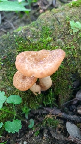 Polyporus tuberaster