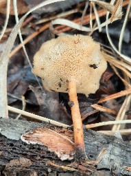 Lentinus arcularius