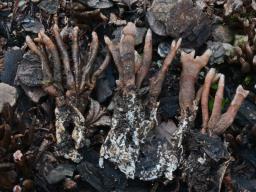 Xylaria guepinii