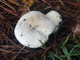 Russula anatina