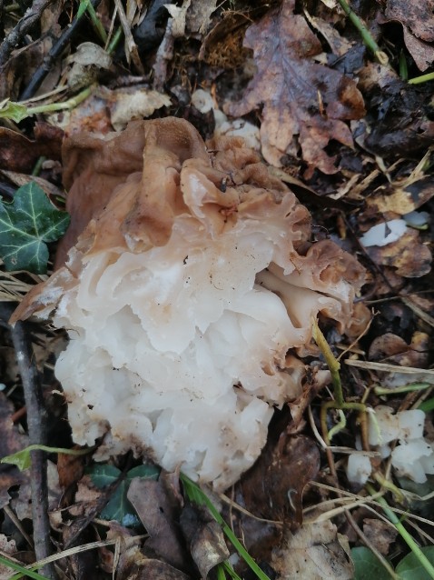 Gyromitra esculenta