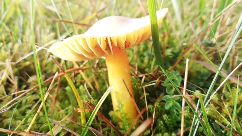 Hygrocybe punicea