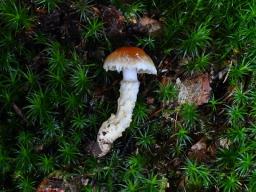 Cortinarius ophiopus