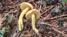 Pholiota flammans