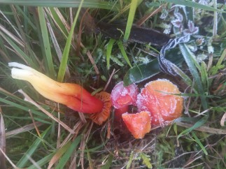 Hygrocybe punicea