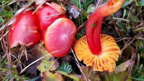 Hygrocybe splendidissima