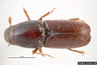 Scolytus multistriatus